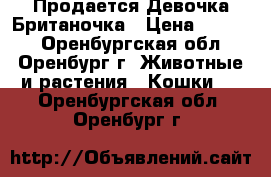 Продается Девочка Британочка › Цена ­ 2 000 - Оренбургская обл., Оренбург г. Животные и растения » Кошки   . Оренбургская обл.,Оренбург г.